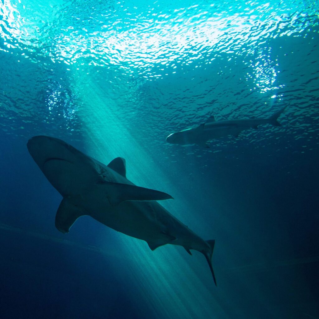 Sharks and coral reefs have a close, interconnected relationship where top predators help maintain food web balance.